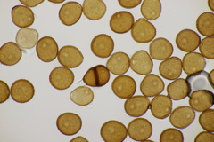 Puccinia hieracii hieracii