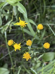 Packera pseudaurea pseudaurea