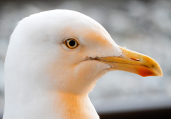 Larus argentatus