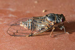 Cicadatra atra