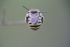 Trachusa