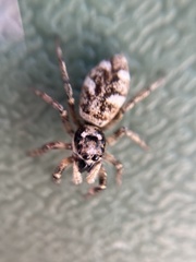 Salticus scenicus