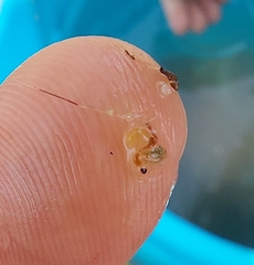 Bythotrephes longimanus