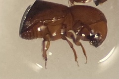 Xylosandrus amputatus