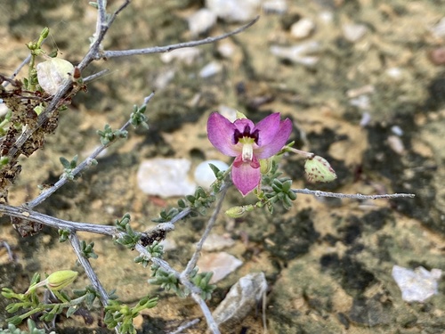 Manystem ratany (Krameria ramosissima)