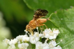 Oxyna flavipennis