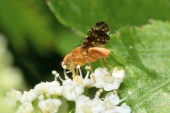 Oxyna flavipennis