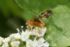 Oxyna flavipennis