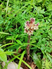 Orobanche reticulata