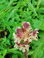 Orobanche reticulata