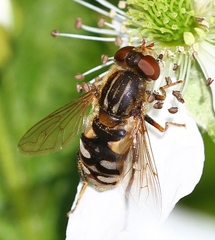 Parhelophilus rex