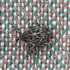 Mogulones geographicus