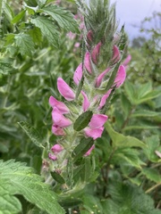 Ononis spinosa hircina