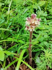 Orobanche reticulata