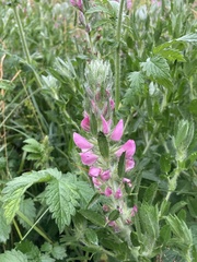 Ononis spinosa hircina