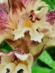 Orobanche reticulata
