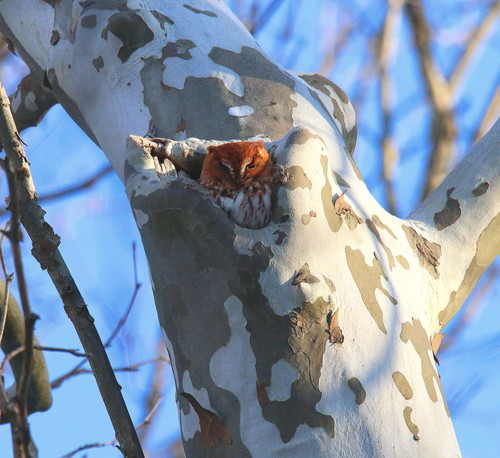 Eastern Screech-Owl photographed in Ohio