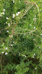 Vicia hirsuta