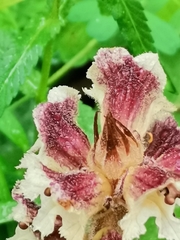 Orobanche reticulata
