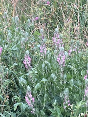 Ononis spinosa hircina