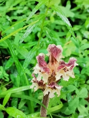 Orobanche reticulata