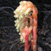 Pinesap - Photo (c) Sheldrake1, some rights reserved (CC BY-NC-SA)