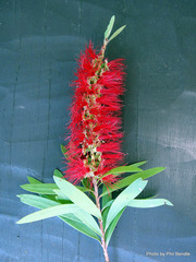 Melaleuca polandii