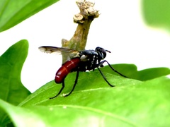 Cylindromyia bicolor