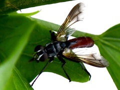 Cylindromyia bicolor
