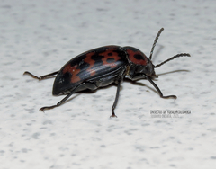 Cymatothes nebulosus