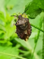 Carpocoris melanocerus