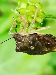 Carpocoris melanocerus