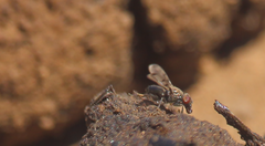 Stictoedopa ruizi