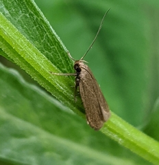 Acompsia cinerella