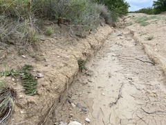 Asclepias prostrata