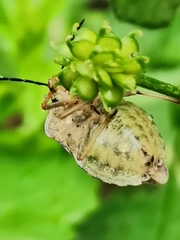 Carpocoris melanocerus