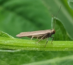 Acompsia cinerella