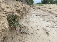 Asclepias prostrata