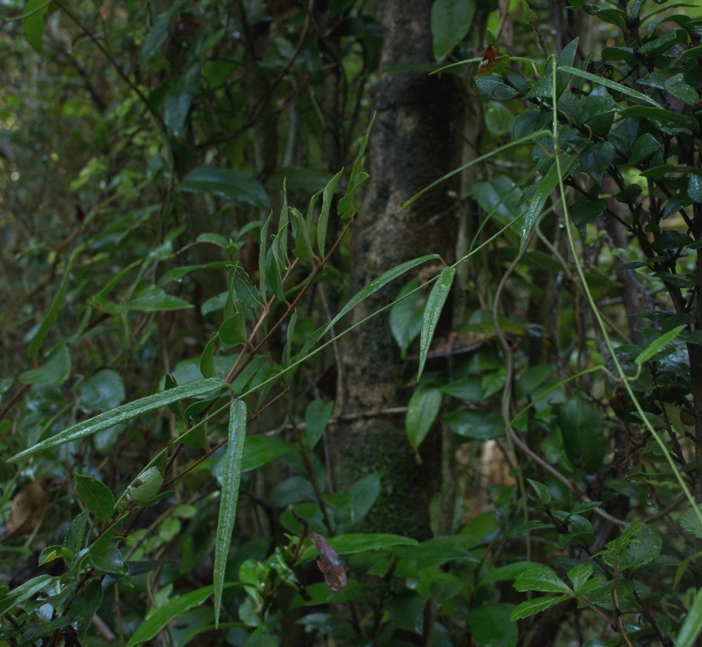 Diplolepis pachyphylla
