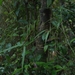 Diplolepis pachyphylla - Photo (c) Pablo Silva, algunos derechos reservados (CC BY-NC), subido por Pablo Silva