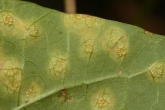 Puccinia convolvuli
