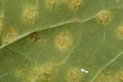Puccinia convolvuli