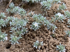 Euploca confertifolia