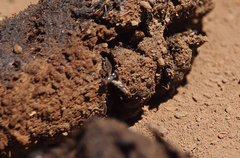 Stictoedopa ruizi