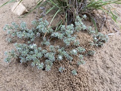 Euploca confertifolia