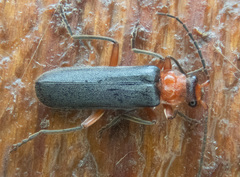 Podabrus conspiratus