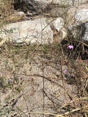 Saltugilia splendens