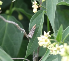 Ancylosis cinnamomella
