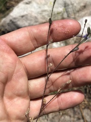 Saltugilia splendens