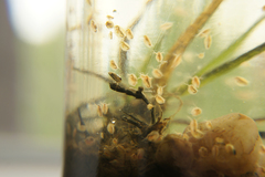 Corixoidea